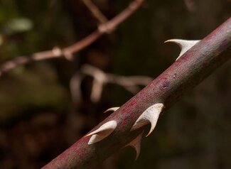 Thorns of a Multiflora Rose bush