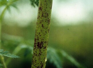 The stem of a poison hemlock plant