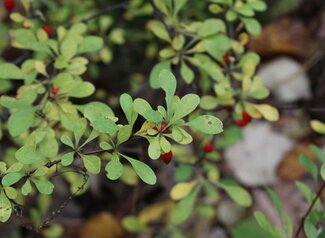 A close up of the Japanese barberry