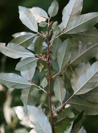 A close up of Autumn Olive and its small branches