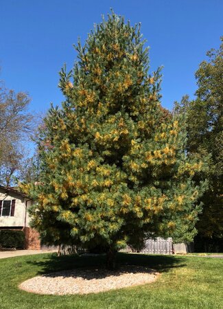 Pine tree with yellowing and browning needles in a yard.