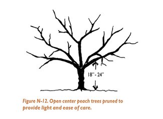 Open center peach trees pruned to provide light and ease of care.