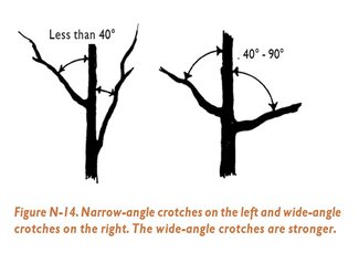 Figure N14: Narrow-angle crotches on the left and wide-angle crotches on the right. The wide-angle crotches are stronger