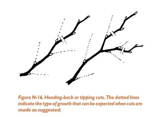 Figure N16: Heading-back or tipping cuts. The dotted lines indicate the type of growth that can be expected when cuts are made as suggested.