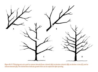 Figure N17: Thinning-out cuts used to remove laterals from a branch (A), to shorten a branch (B), to shorten a tree (C), and to remove laterals (D). The dotted lines indicate growth that can be expected after pruning.