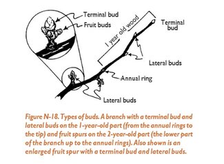Figure N18: Types of buds. A branch with a terminal bud and lateral buds on the 1-year-old part (from the annual rings to the tip) and fruit spurs on the 2-year-old part (the lower part of the branch up to the annual rings). Also shown is an enlarged fruit spur with a terminal bud and lateral buds.