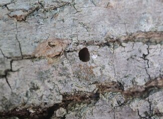 A hole in a tree