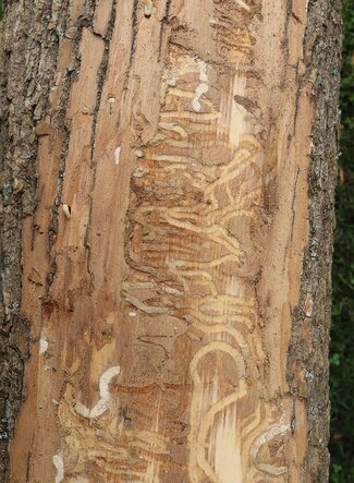 Markings under the bark