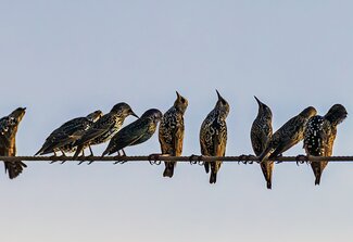 A group of birds sitting on a wire