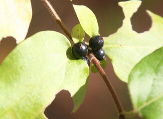 berries on leaves of honeysuckle