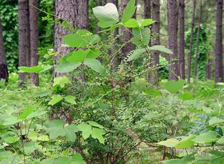Kudzu growing in wooded area