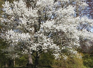 A wide shot of a Callery Pear