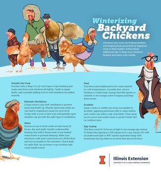 Winterizing Backyard Chickens Info Graphic featuring same blog text.
