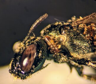 Oil beetle on a bee