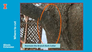 Branch bark collar circled on image to demonstrate area to maintain while pruning