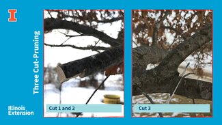 two photos demonstrating tree pint pruning cut method