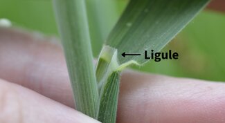 close up of the base of a leaf blade with an arrow and text reading ligule