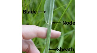 stem of a grass with leaf blade and arrows and text indicating blade, node, and sheath