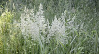 cluster of white colored grass panicles