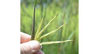 inflorescence of big bluestem showing branches of spikelets