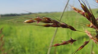 spikelets of Indiangrass with awns at their tips