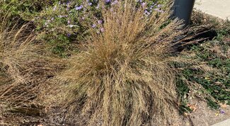 prairie dropseed in fall with bronze colored foliage