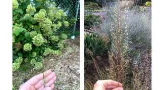 prairie dropseed inflorescence with seeds on left and after seeds have fallen or been eaten on right