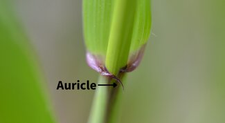 close up of a grass where the leaf blade joins the stem to show the auricles, or little arms with an arrow and text pointing to them