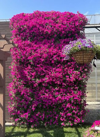 Wall of pink flowers next to a hanging basket of purple petunia flowers. 