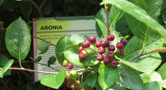 aronia berries on bush in front of a sign