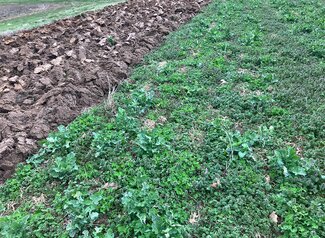 field of cover crops with the left half plowed under