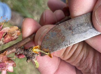 knife tip pointing to healthy tissue inside peach flower