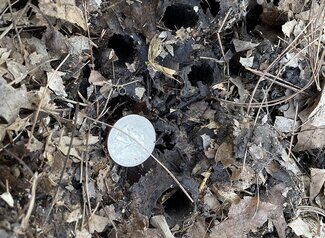 A quarter placed next to a recently dug cicada hole in the soil. 