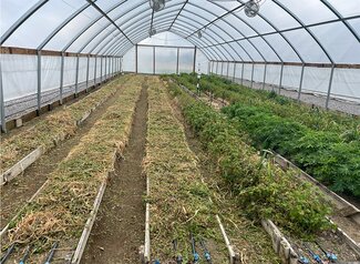high tunnel with plants growing and weedeated in rows