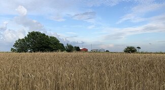 a large field of food-grade wheat ready for harvest in McLean IL