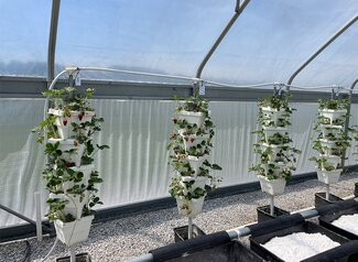 strawberry plants growing in stacks of white cubes inside greenhouse