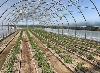 tomato and pepper plants in rows in high tunnel