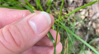 hand holding leaf blade of grass to show ligule