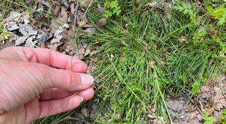 clump of grass with hand to show scale