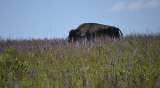 Bison in a prairie