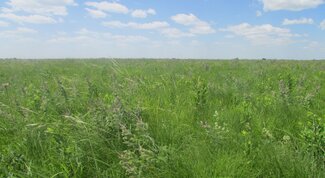 prairie wildflowers and grasses