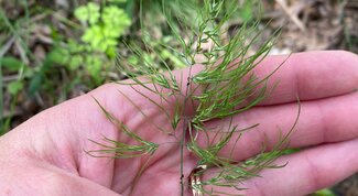 hand holding flowering inflorescence of grass