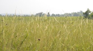 grass stems amid a prairie backdrop