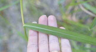 hand holding leaf blade