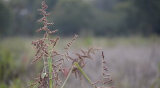 barnyard grass panicles with red spikelets