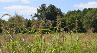 Barnyard Grass in bloom with trees in the background