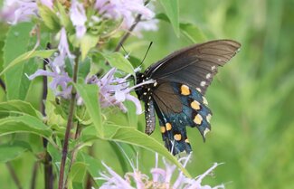 pipevine swallowtail butterfly on a wild bergamont flower