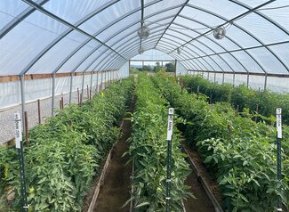 tomatoes growing in a high tunnel