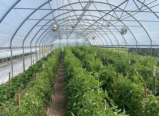 tomatoes and peppers growing inside a high tunnel
