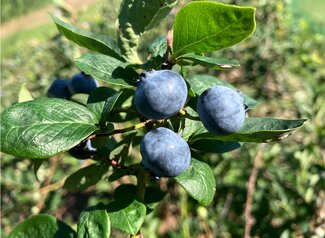 ripe blueberries on bush